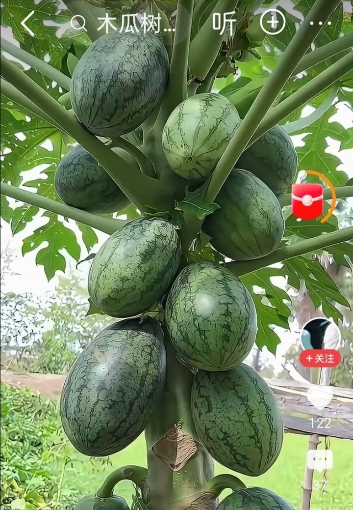 这跨界操作无敌了以后吃西瓜终于不用弯腰去地里摘啦直接抬手在树上摘就行啦在木