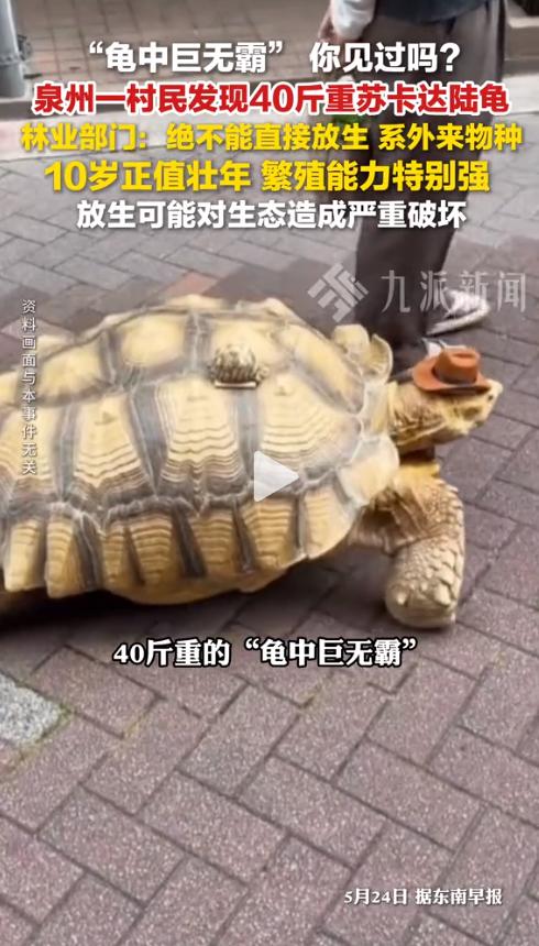 一位村民在路边溜达时，脚下突然蹿出一个黑乎乎的“大家伙”，一只40斤重的巨龟正慢