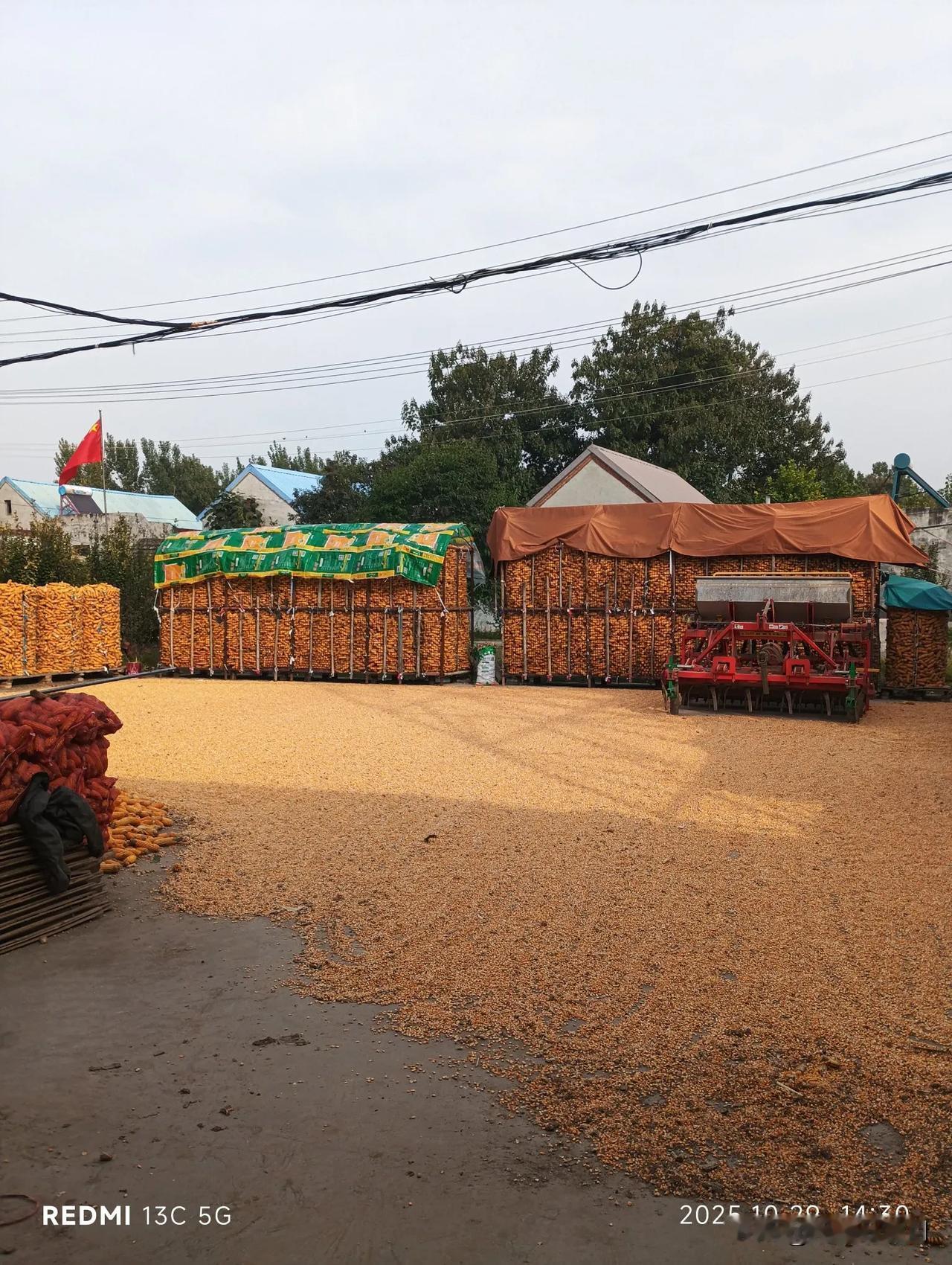 “种粮大户”也不容易！大姐家承包了村里农户的约300亩地，不是大片