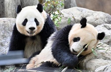 菲律宾根本不怕中国，因为我们的一再克制，他早就抓住了中国的软肋！南海最近有个怪