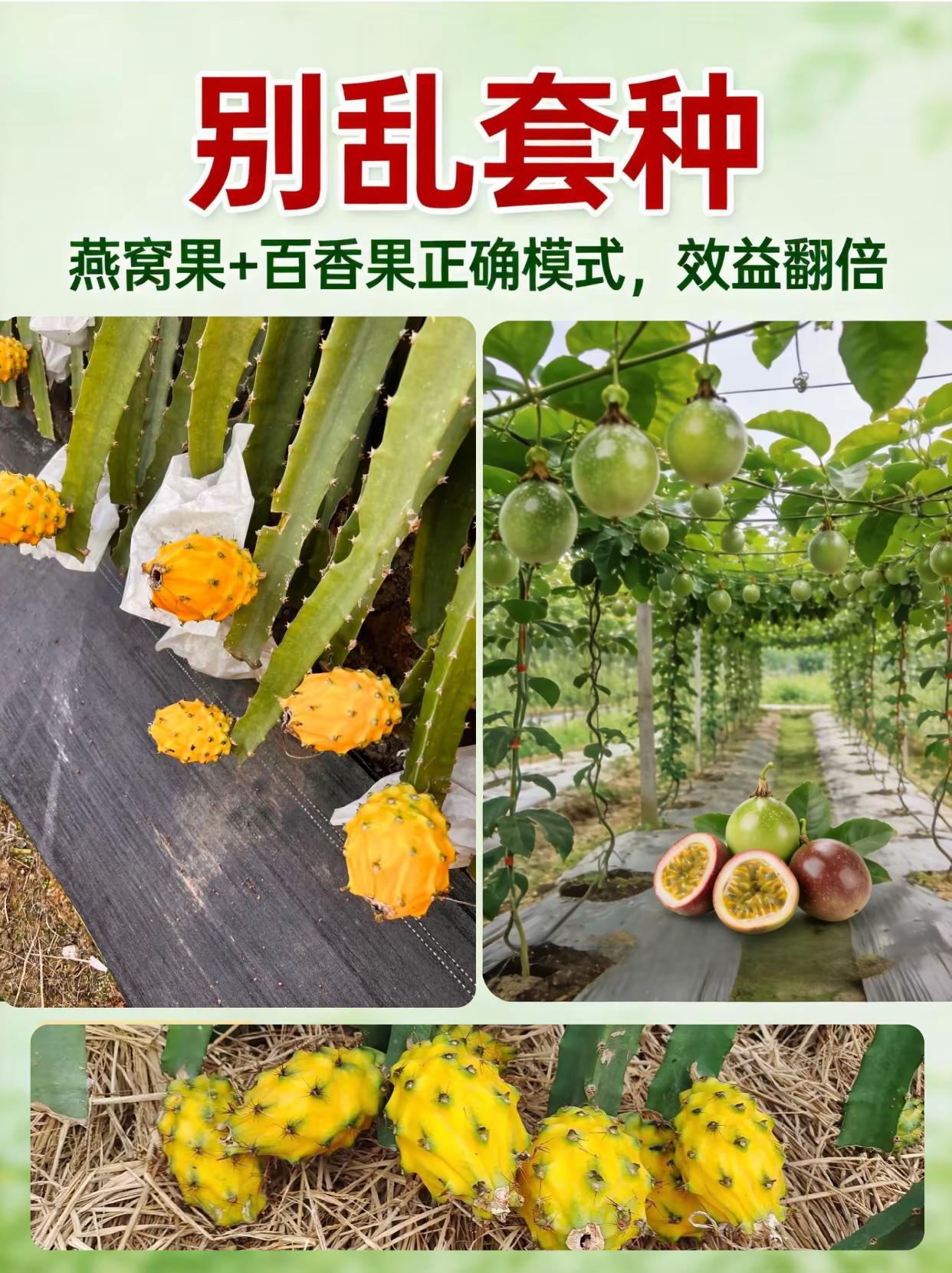别乱套种，燕窝果+百香果正确模式效益翻倍。燕窝果种植套种