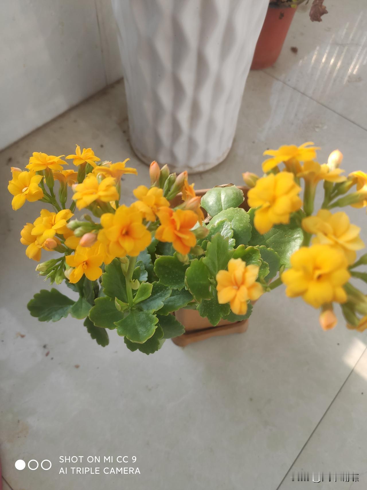 出差归来，踏入阳台的瞬间，一份惊喜在冬日里绽放。那盆太阳花竟在严寒中热烈盛开