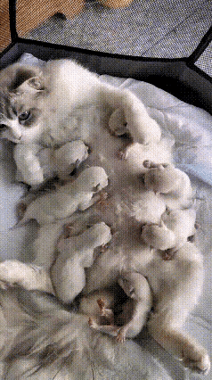 注意看这只猫妈妈，肚皮上挤着一窝抢奶喝的小奶猫，偏偏有一只没抢到位置，饿得嗷嗷直