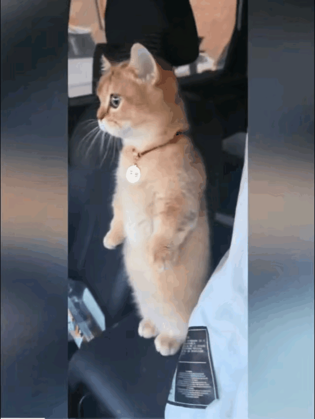 这只小猫咪练的是什么功夫？居然能够站得如此直，不知道这是天生的本事，还是后天训练