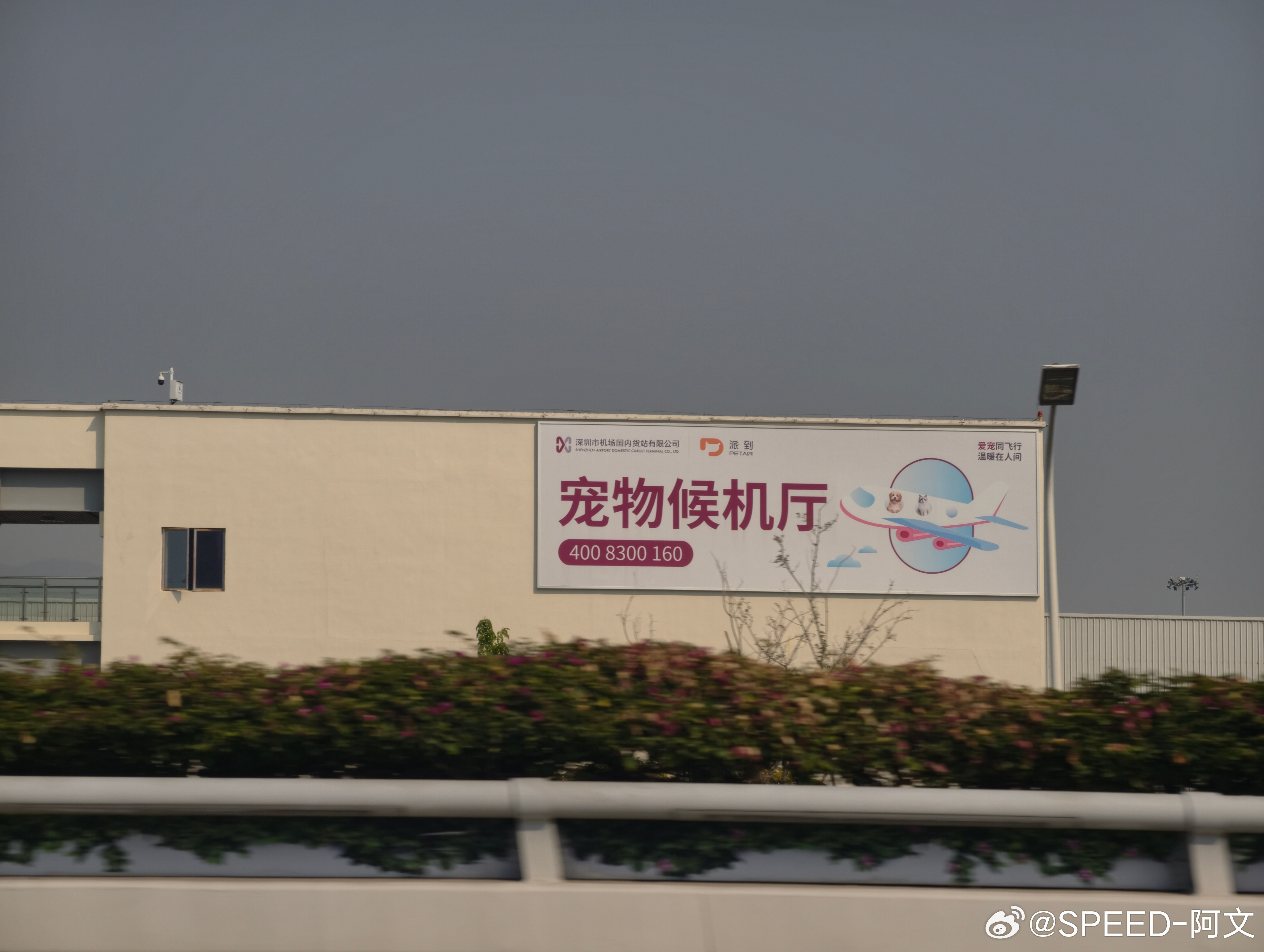 之前就一直好奇平时坐飞机也没看到那些小猫小狗跟着主人登机，那它们是怎样上飞机的呢