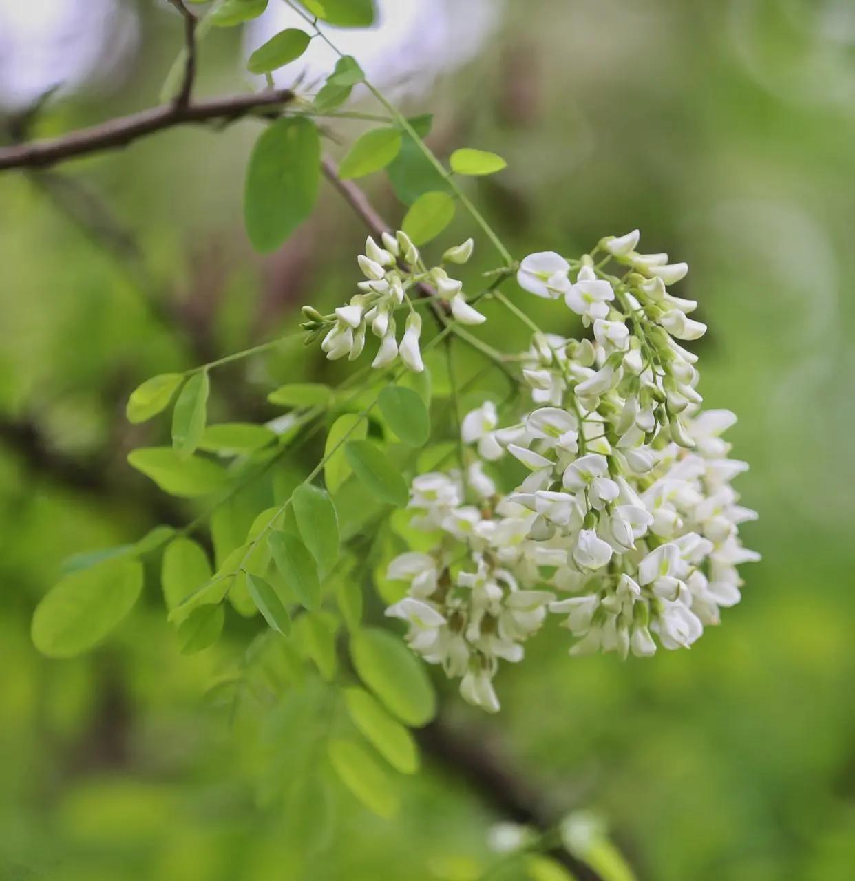 人间最美四月天，满树清白满院香。这种植物你认识吗创作者中心