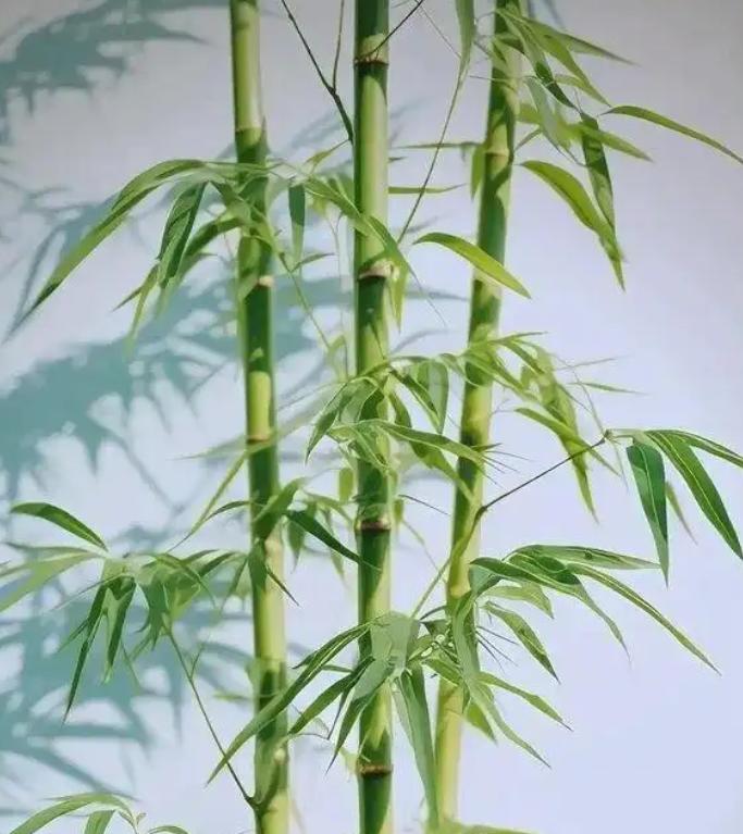 ☁为什么美国会限制种植竹子，而中国却在大面积推广种植？ 很多咱们常见的