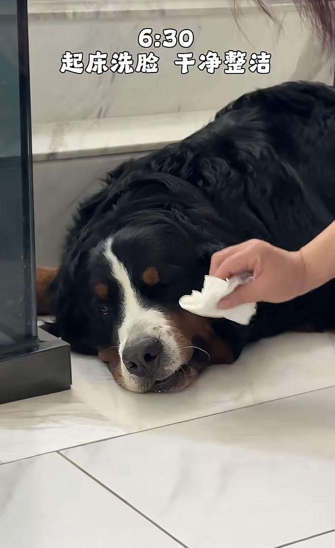 烟台莱山，身价5万的伯恩山犬啾啾少爷又出镜了，它的主人晒出了它一天的作息，网友破