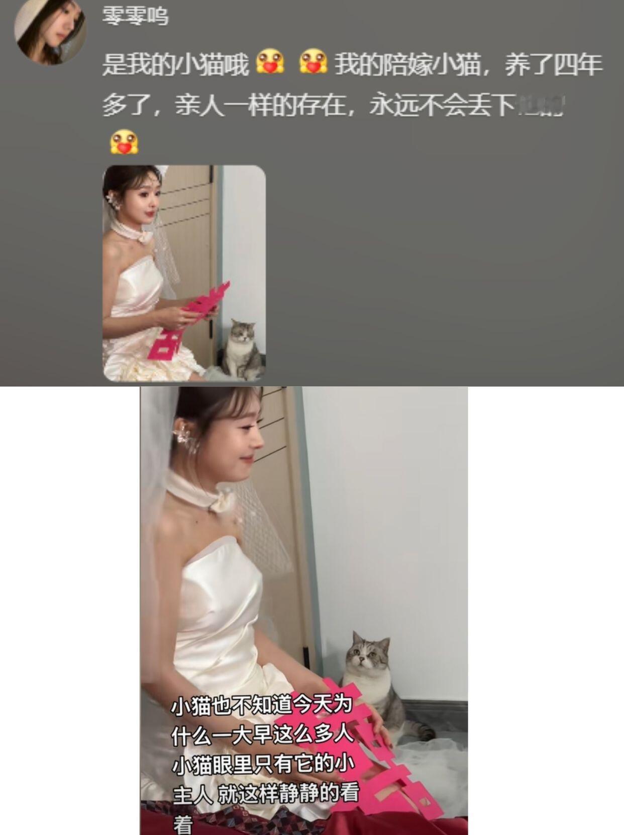 小猫其实比你想象中更爱你小猫不会说话只知道陪在你