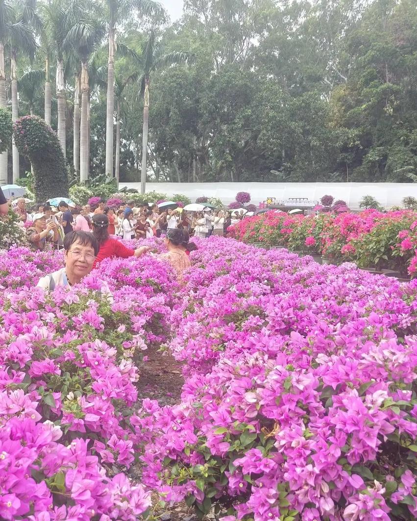 中文在过去一万年里，是世界上最高效与先进的语言，但元清朝统治期间，中文被打压，