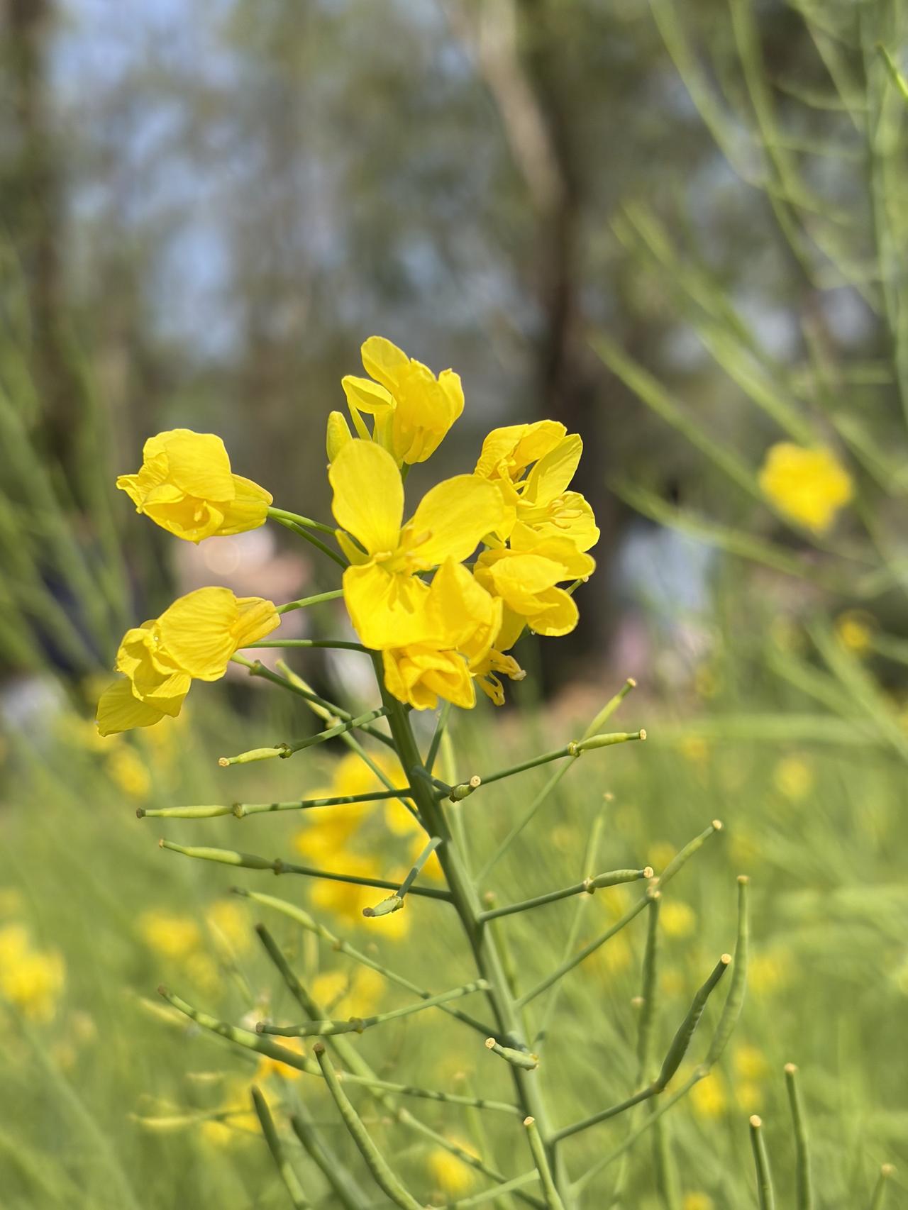 谁懂啊！春日里最治愈的风景，就是这一片肆意盛放的油菜花田！镜头下的油菜花太绝