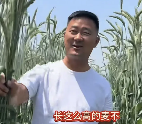 “小麦超大穗”又回来了吗？三十多年前，在陕西咸阳出现了一个小麦新品种，人们称