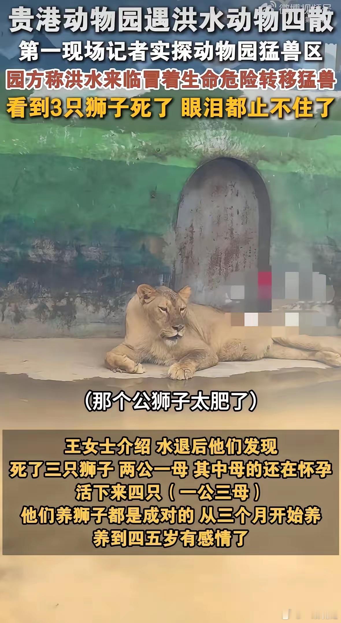 明眼人都看得出来，贵港动物园锁死猛兽笼，不是因为饲养员忙着逃命，也不是因为故意放