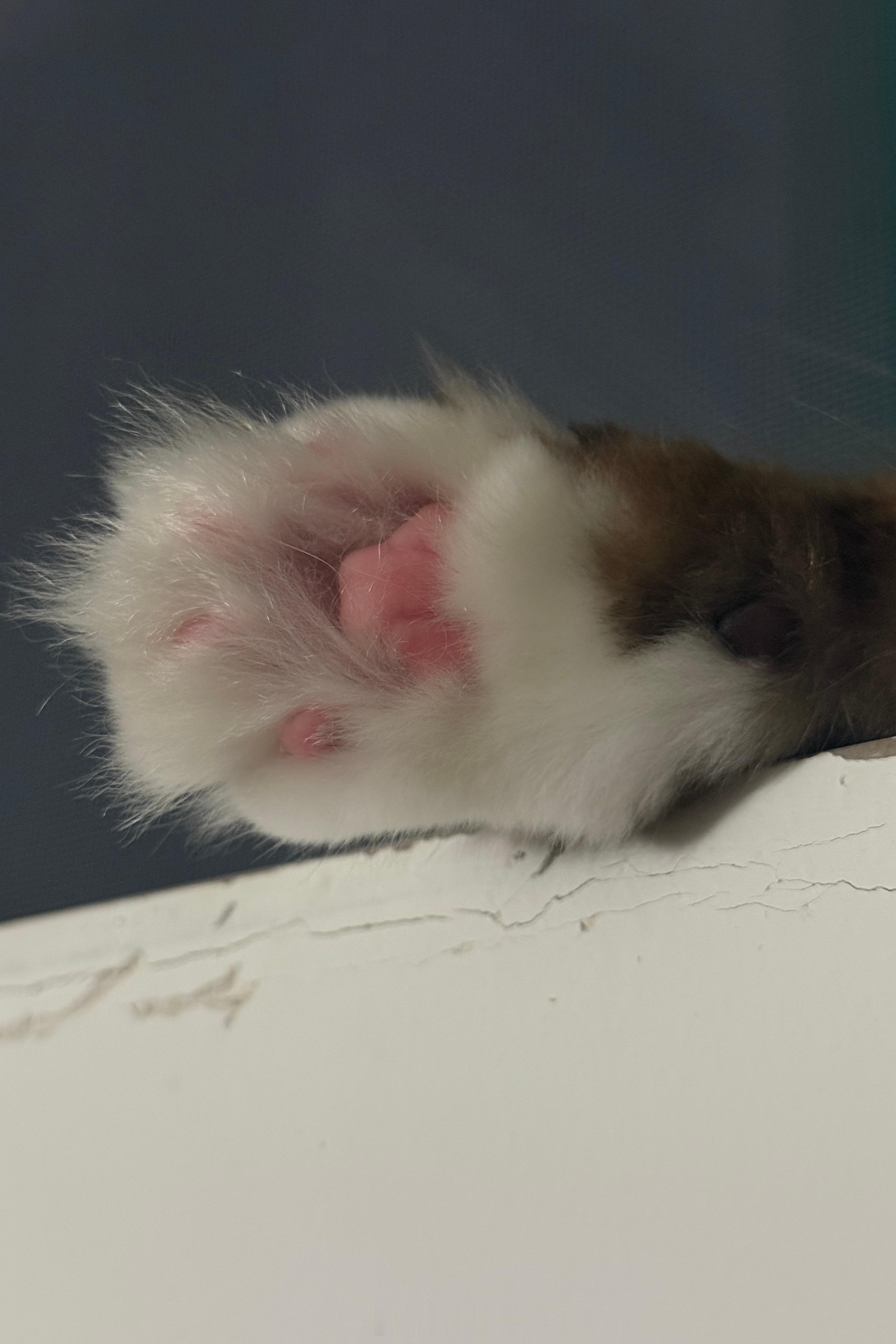 我的小猫咪真的好可爱啊啊啊啊啊啊