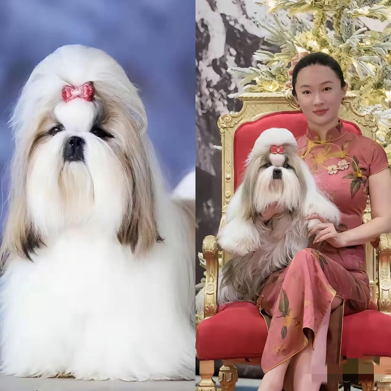 我表哥开了十年宠物店，那天瞅见霍思燕家那只狗，直接一句“沃槽”脱口而出。​他说