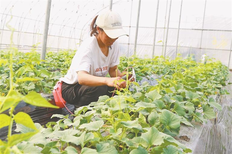 香瓜豆角套种效益高