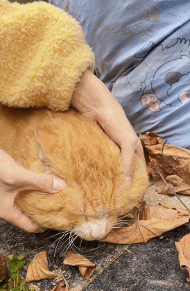 不夸张的说，第一次见脸这么大的猫[笑着哭]看起来好好rua！！