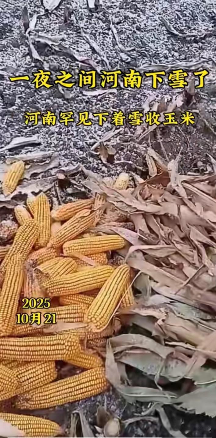 下雪天收玉米，作为农村人的我，活了四十多年还是第一次见。10月21日，河南北