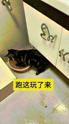 看到这个视频，瞧瞧这个猫在卫生间玩水的样子，真是笑出声！它凑着个小水盆瞎扑腾，说
