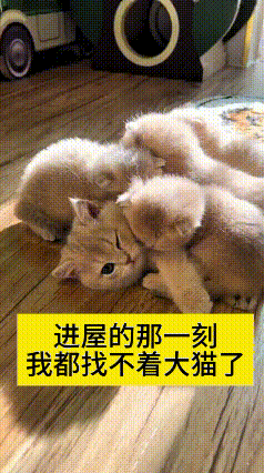恁瞅瞅这大猫，也太惯着小崽子了！一屋子小奶猫全堆它身上，压得它都快看不见了，它也