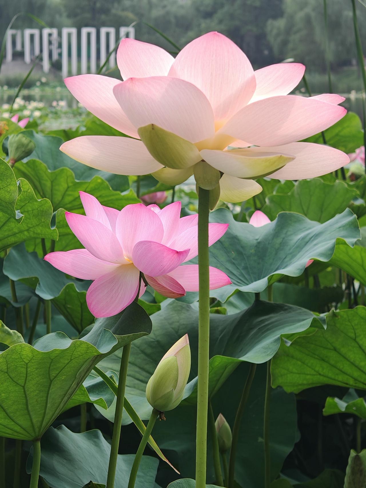 七月盛夏，我“为荷而来”，奔赴一场与荷花的浪漫之约。中国人爱荷，爱它品性高洁、亭