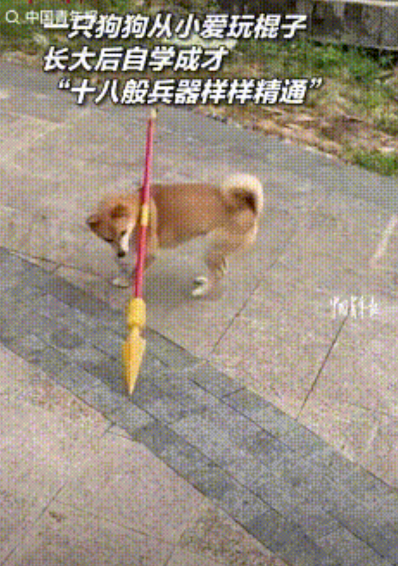 “解释不清了！”近日，湖北武汉，女子收养了只狗狗，还没养多久就发现狗狗会的本事挺