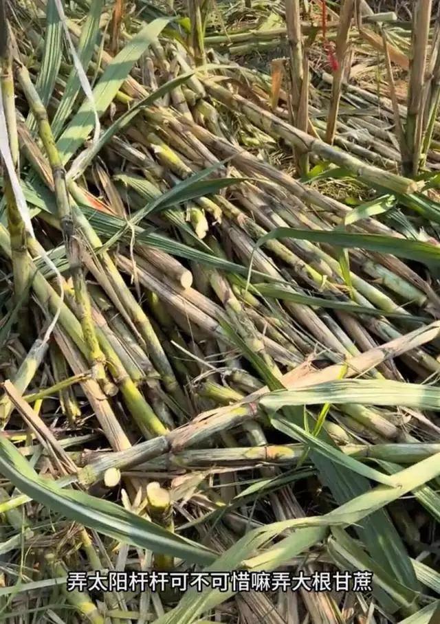 甘蔗哥”增设2.99元入场费后，地里仍来了上千游客，“偷甘蔗”被逮到的人要当众表