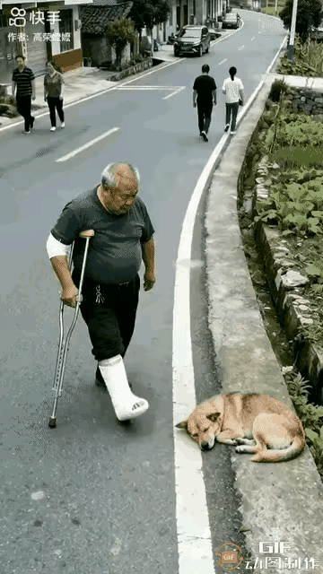 他怎么掉进去的？狗狗正趴在道边睡觉。拄着拐杖的老人举起拐杖打狗狗，狗狗赶紧跳进