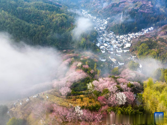 这千年古村: 黄山市歙(Shè)县万亩梅花次第盛开, 让央视力赞!