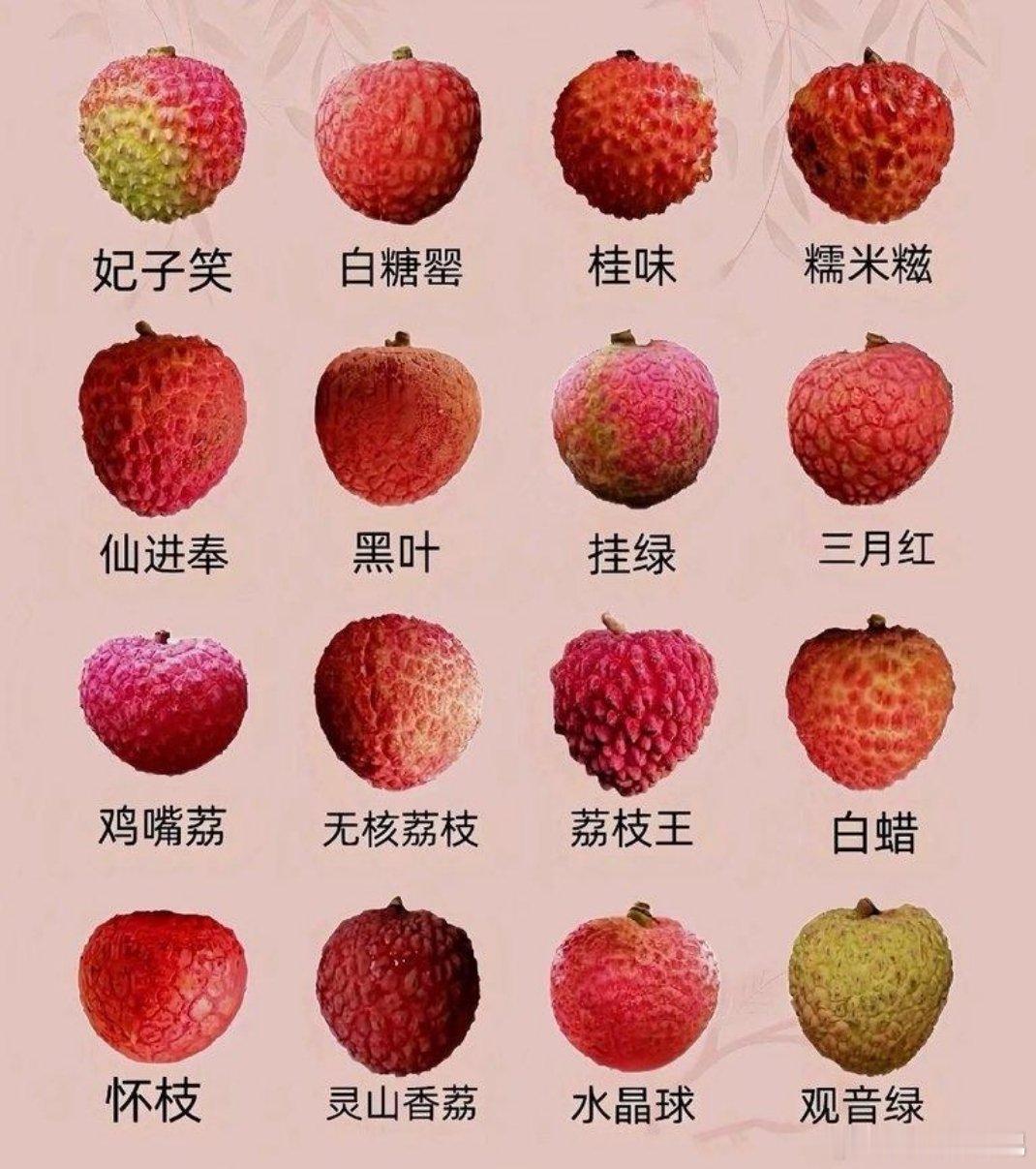 各个种类的荔枝别买错了