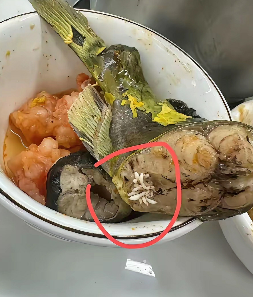 吃鱼看到了这个，是什么？