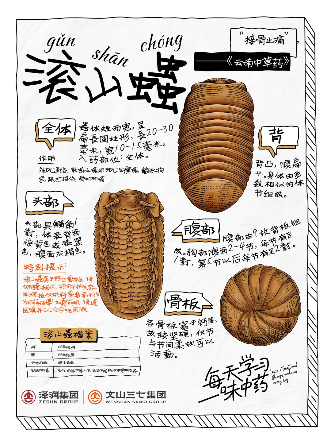 👉🏻每天学习一味中药|滚山虫