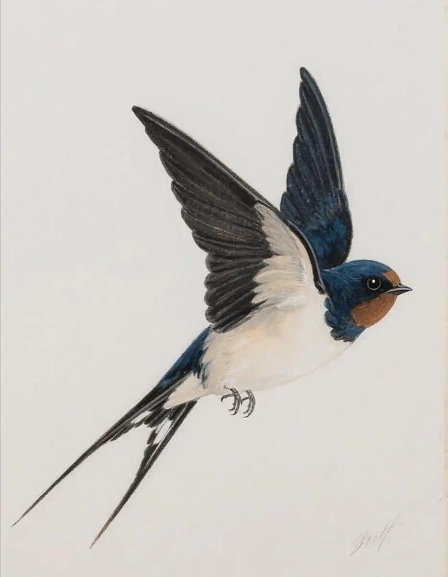 第一次意识到，燕子是没有国籍的。小时候以为燕子是我们中国的，南飞是往中国南方飞，