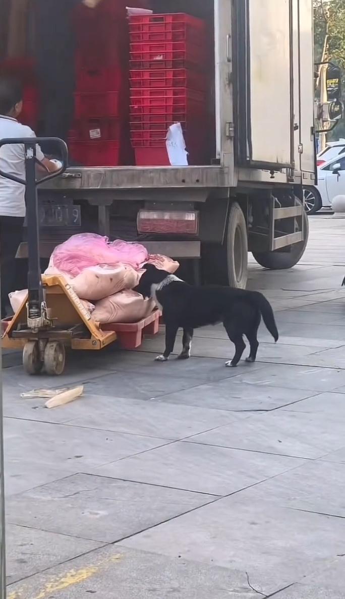 5月31日，湖北孝昌的网友发布视频称，一家超市在运送猪肉时，肉从车上搬下来后，一