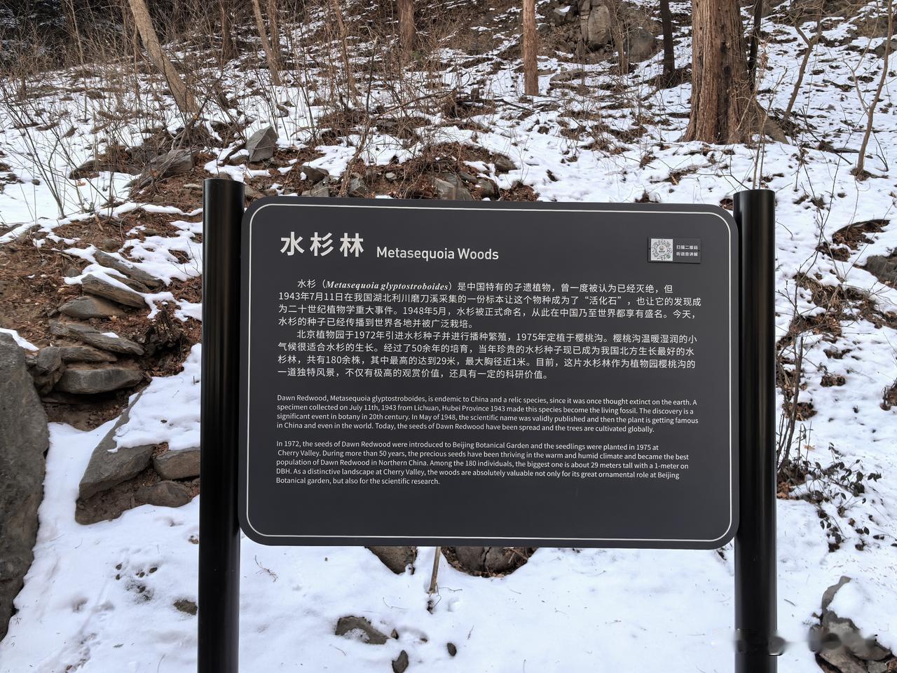 北京植物园于1972年引进水杉种子并进行播种繁殖，1975年定植于樱桃沟。经过