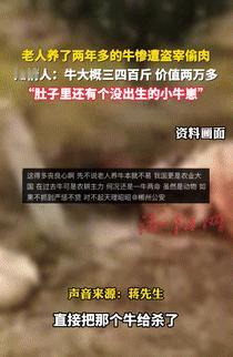 缺了大德了！9月30日湖南郴州，一老人养了头怀孕母牛，可没想到，有人竟趁着晚上，