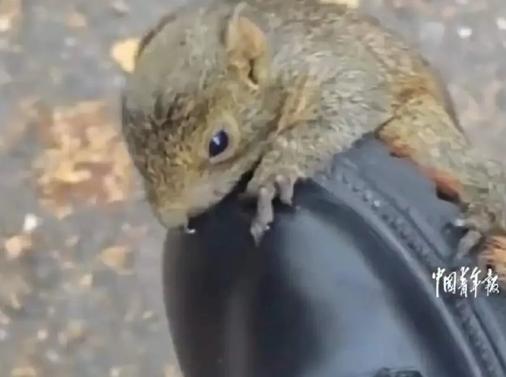 “缘分到了挡都挡不住！”3月28日，四川攀枝花，一女孩去考试途中，一只小松鼠突然