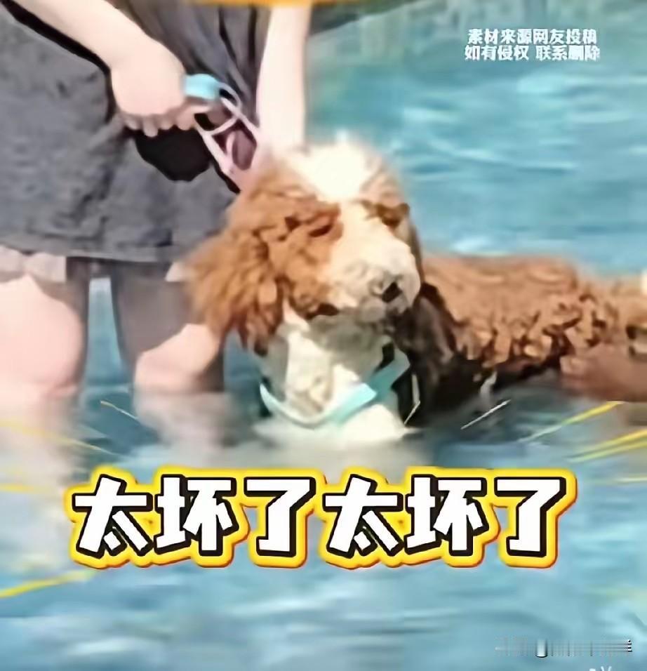 这下彻底傻眼了吧？三亚带狗进泳池的女子，终于迎来了她的账单，不是500块，也不