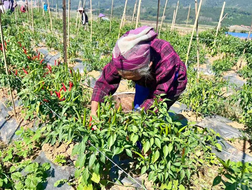 缅北勐古县出口云南省的第一批八吨辣椒进关！这些辣椒是国内一家农业公司，到缅北地区