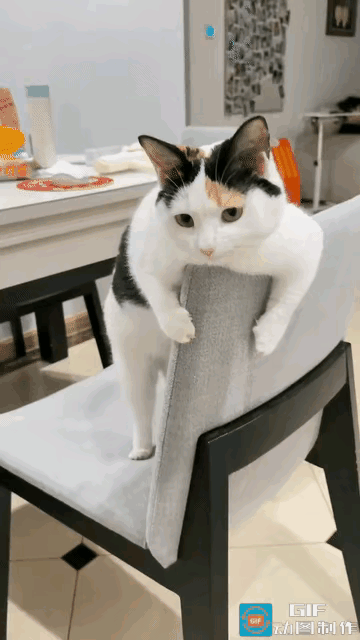 小猫咪太漂亮了，肤白貌美大长腿，还长着一个微笑唇，总是笑盈盈的，真招人稀罕。小