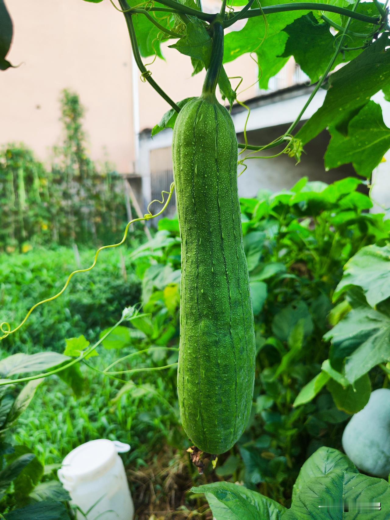夏日生活，每天都是忙碌的一天，一早来到小菜园，满园瓜果丰收景象，由衷的高兴和快乐