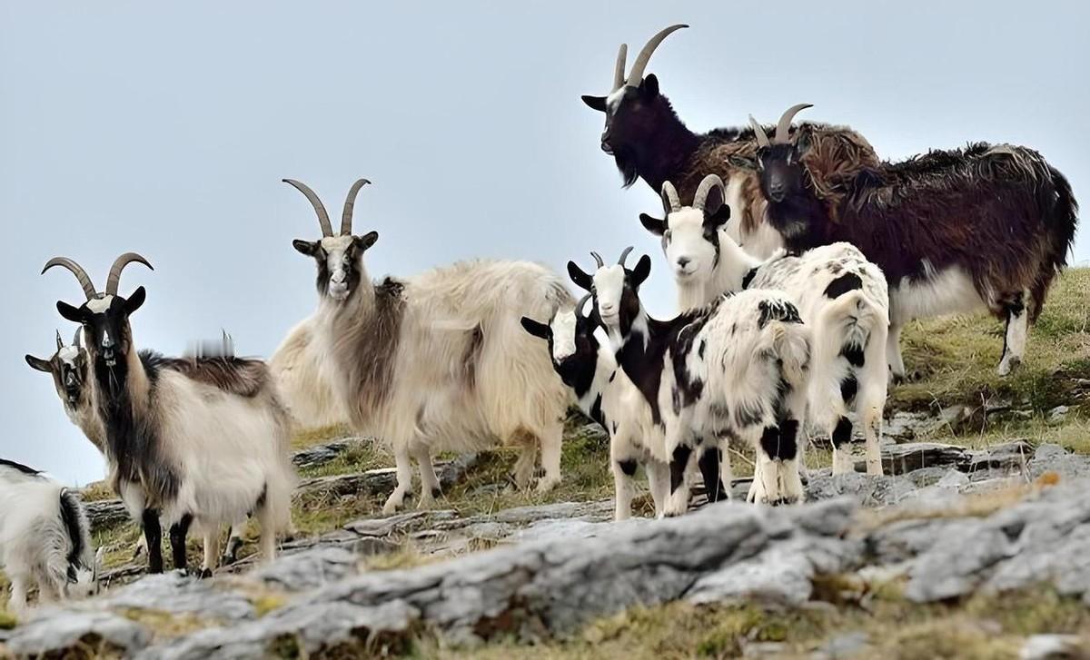 澳大利亚山羊泛滥，人们为何不将它们吃掉？大家应该都知道，澳大利亚地方大、人少