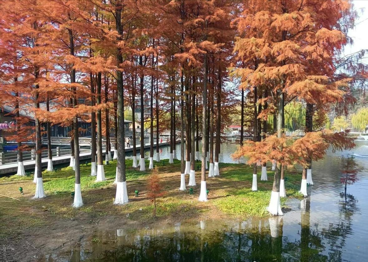 “姐姐不作，我想把余生交给你。”一段视频突然刷屏：36岁小伙阿豪举着喇叭，在43