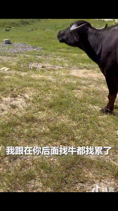安徽滁州，一母牛因贪吃弄丢了娃，本以为它会自己四处寻找，没想到他直接转头求助主人