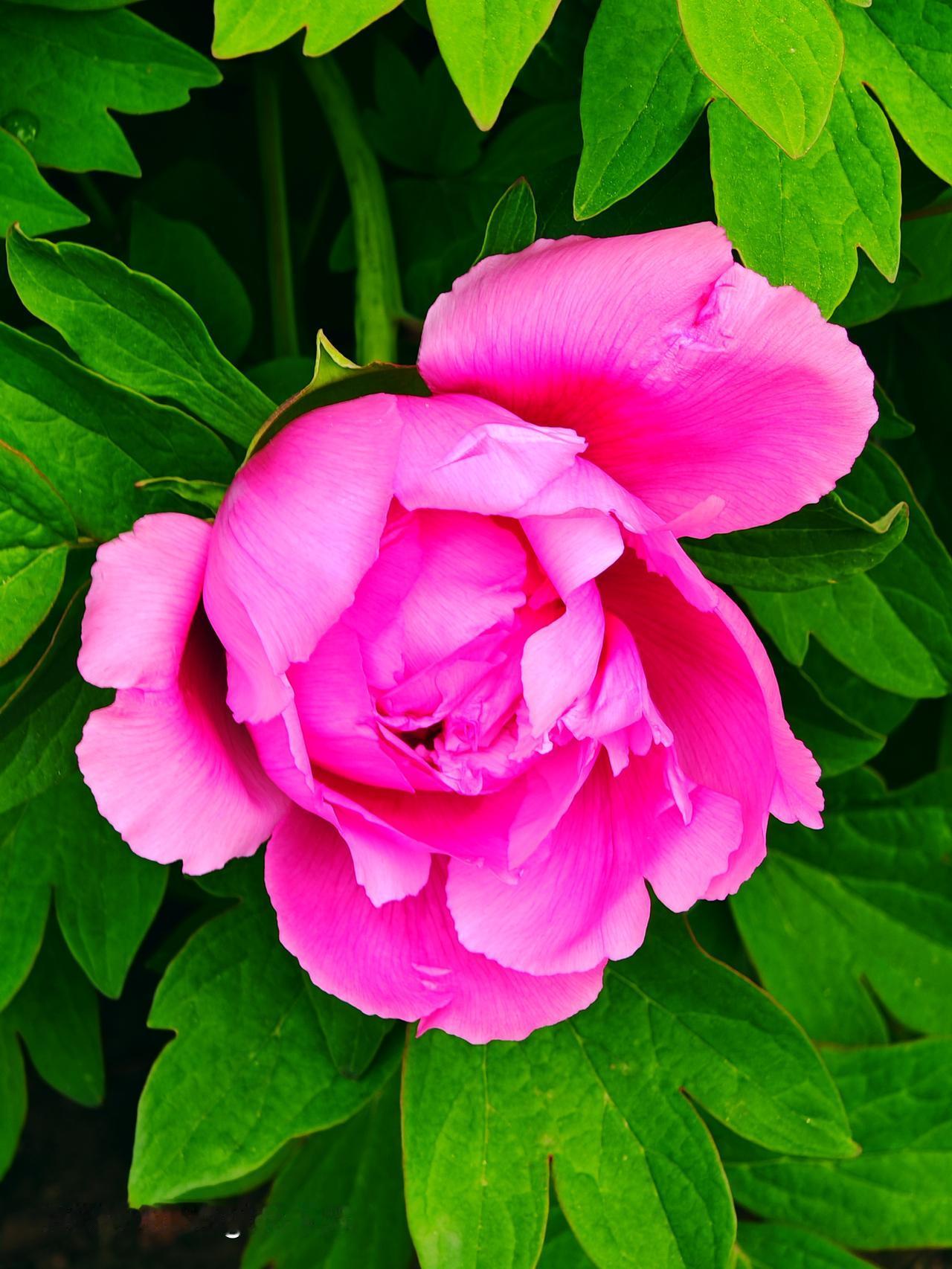 又到了牡丹花盛开的季节！一定要去太阳宫公园逛逛。今年北京太阳宫牡丹文化节已启幕，