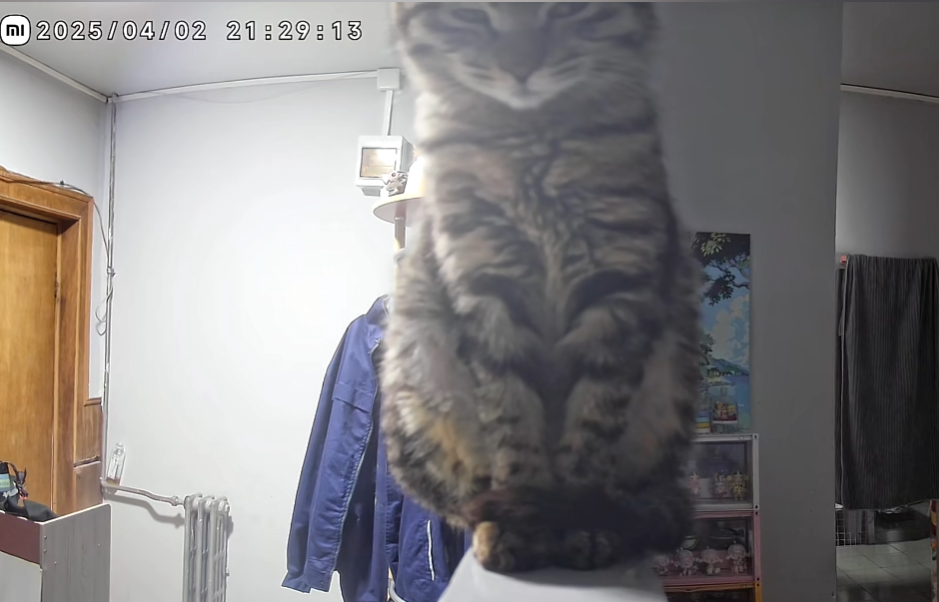回看监控发现我通过摄像头和小猫说话后笨蛋小猫就一直守着摄像头强撑因意