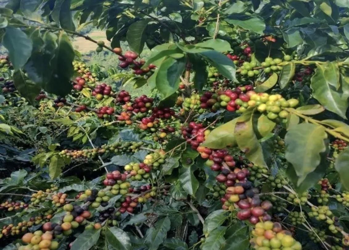 往后就像咖啡豆，要苦，奶要少吃.