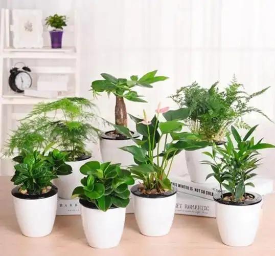为什么家里摆满绿植除甲醛，越放反倒越没用？很多人看不懂：绿植不是天生能吸甲醛吗？