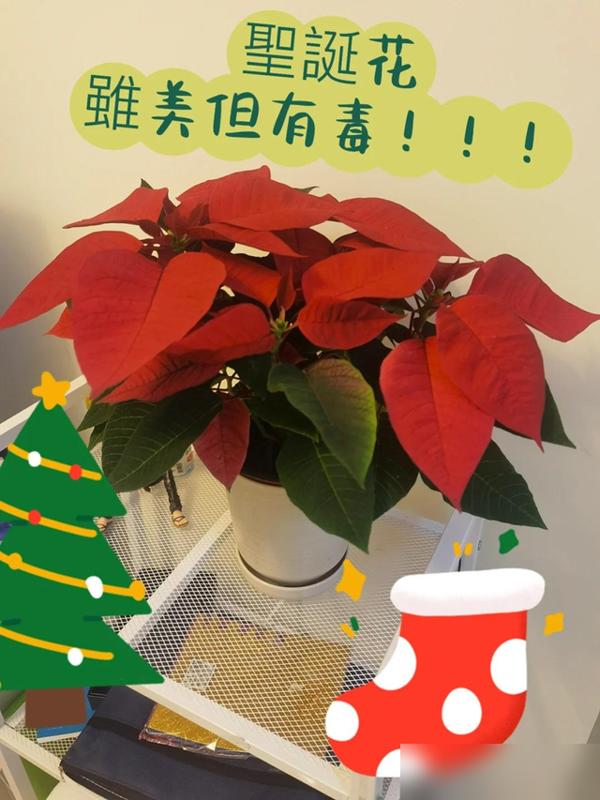 身体不好，别养“霉运花”，不是“迷信”，是有科学道理的养花这事儿，真不是光图好