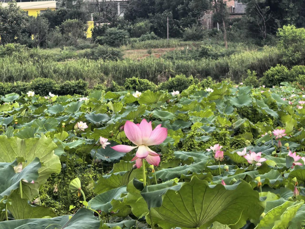 A股最高涨到3926点，最后的提醒，无论几成仓，听我一句心里话！行情要"改朝换代